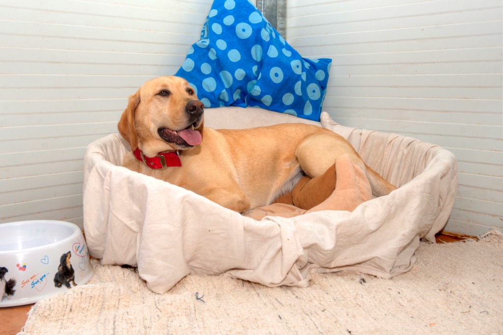 Perro en cama secundaria